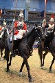Cavalry - 00313